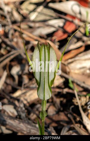 Pterostylis sp. aff. Revoluta, grande Greenhood autunnale Foto Stock