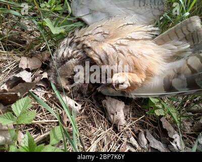 Gufo morto. Trovato un gufo morto nell'erba. Foto Stock