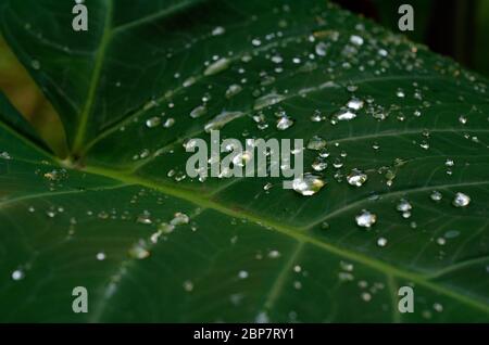 Qualche goccia d'acqua sulle foglie di taro dopo la pioggia Foto Stock