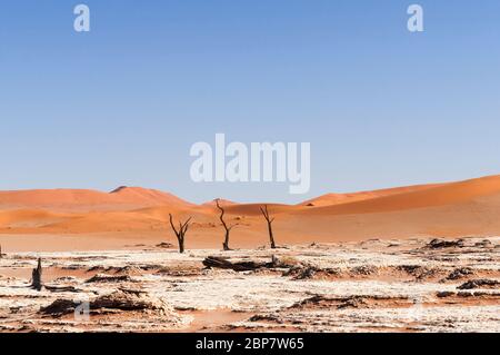 Alberi di acacia morti e dune nel deserto del Namib Foto Stock