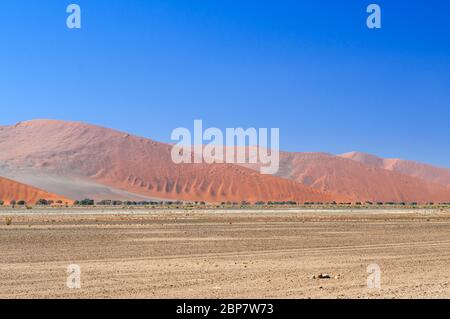 Dune con alberi di acacia nel deserto del Namib Foto Stock