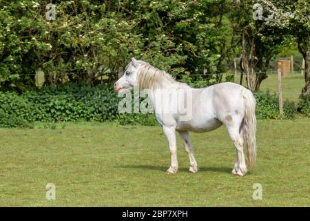 Cavallo bianco in un campo vicino Delapre Abbey, Northampton, Inghilterra, Regno Unito Foto Stock