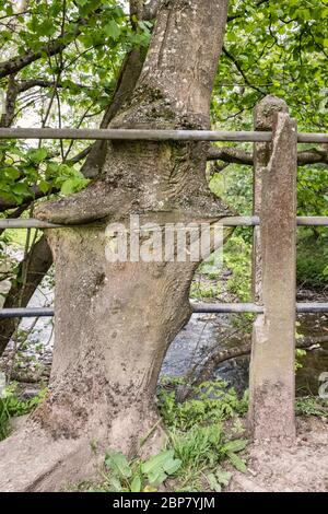 Un vecchio frassino (fraxinus excelsior) che cresce intorno alle ringhiere su una passerella, Galles, Regno Unito Foto Stock