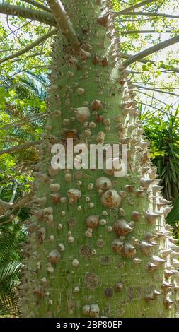 Il Floss di seta (o Floss-Silk tree, in precedenza Chorisia speciosa) è un membro della famiglia delle bombax (Bombacaccae). È un fioritero spinoso Foto Stock