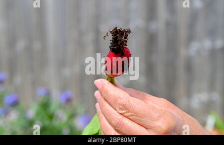 Casa ravicesca rossa cresciuta coperta di fango in giardino allotment Brighton UK Foto Stock