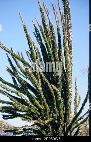 Il tronco di un polpo, (Alluaudia ascendens), che mostra le file di foglie appaiate e spine affilate a forma di ago. L'albero di polpo è un boscoso- Foto Stock