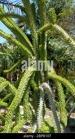 Il tronco di un polpo, (Alluaudia ascendens), che mostra le file di foglie appaiate e spine affilate a forma di ago. L'albero di polpo è un boscoso- Foto Stock