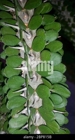 Il tronco di un polpo, (Alluaudia ascendens), che mostra le file di foglie appaiate e spine affilate a forma di ago. L'albero di polpo è un boscoso- Foto Stock