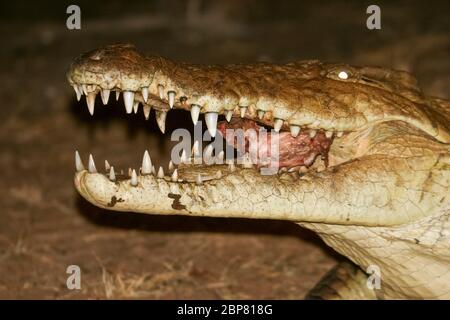 Fotografia notturna di un coccodrillo del fiume Nilo (Crocodylus niloticus) vicino ai denti in bocca aperta sulle rive del fiume del comin Nyiro di Ewaso Foto Stock