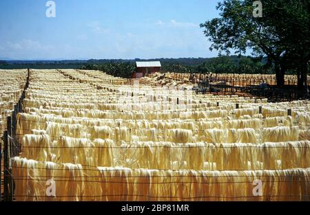 Sisal (Agave sisalana) che asciuga. Questa fibra viene utilizzata per la fabbricazione di funi. Fotografato in Madagascar Foto Stock