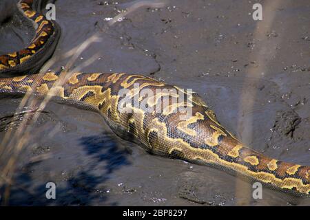 Serpente disteso dopo l'alimentazione. Primo piano della sezione distesa di un pitone di roccia africano (sebae Python) che ha mangiato una lucertola. I serpenti inghiottono thei Foto Stock