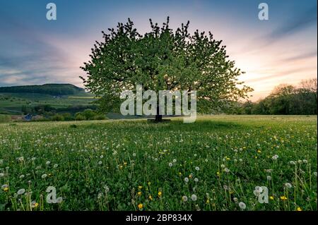 albero di primavera perfettamente scaped in prato Foto Stock