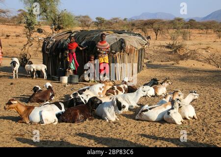 Samburu Maasai donna mungendo capre. Samburu Maasai un gruppo etnico di persone semi-nomadi fotografate a Samburu, Kenya Foto Stock