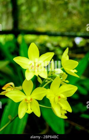 Dendrobium Fuji Yellow Orchid Foto Stock