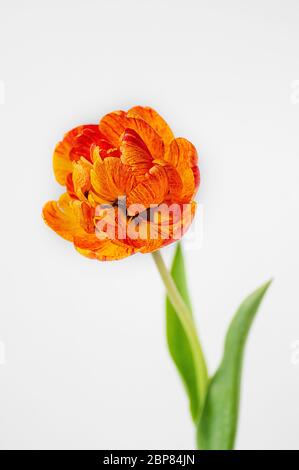 Luminoso bello giallo arancione Terry Tulip primo piano. Tulipano su sfondo bianco. Telaio verticale. Foto Stock