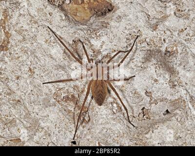 Esemplare di ragno domestico, tegenaria domestica, Agelenidae Foto Stock