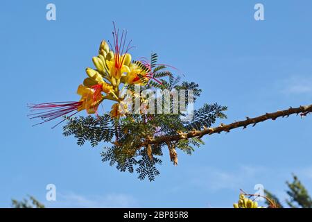 fiore e foglie di uccello di paradiso in fiore Foto Stock