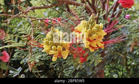 fiori di caesalpinia gilliesii, uccello del paradiso Foto Stock