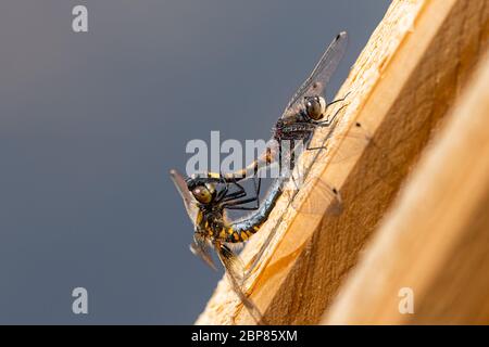 Due grandi dragoni di darter (Leucrorhinia pectoralis) con facce bianche che poggiano sul legno e sull'accoppiamento Foto Stock