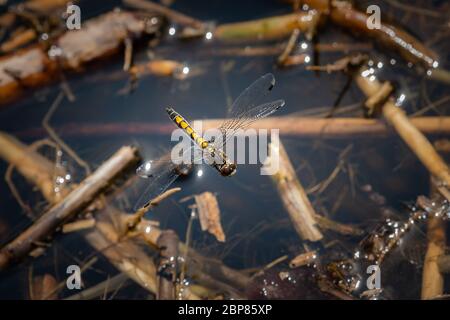 Una bella libellula di grande colore bianco (Leucrhinia pectoralis) in volo sull'acqua Foto Stock