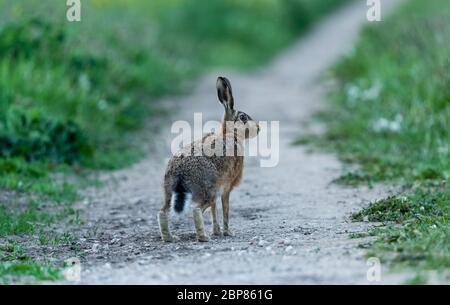 Lepre in Springtime. (Nome scientifico: Lepus Europaeus) allerta, lepre marrone adulto pronto a sprint giù una pista di fattoria. Rivolto a sinistra. Orizzontale Foto Stock