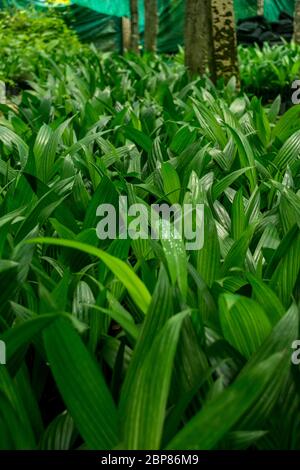 Areca Catechu piantine di palma Foto Stock