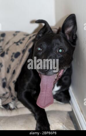 Un nero e brindle Staffordshire Bull Terrier attraversato con una o più razze sconosciute Foto Stock