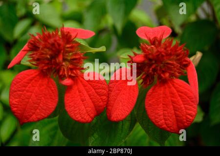 Mussaenda eritrophylla fiore, Ashanti sangue, Foto Stock