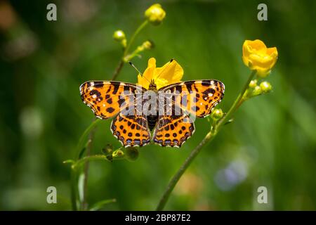 Araschnia levana (mappa butterfly / Landkärtchen) Foto Stock