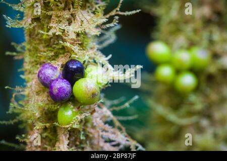 Bacche colorate su un albero nella lussureggiante foresta pluviale del parco nazionale la Amistad, provincia di Chiriqui, Repubblica di Panama. Foto Stock