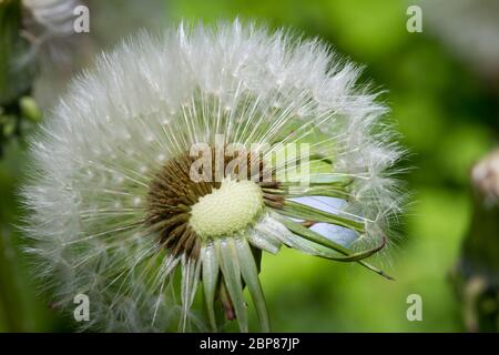 Macro fotografia di una testa di semi di dente di leone (Taraxacum officinale) Foto Stock