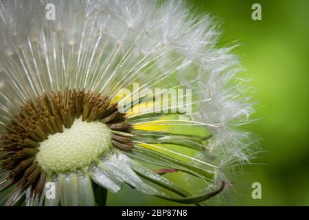 Macro fotografia di una testa di semi di dente di leone (Taraxacum officinale) Foto Stock