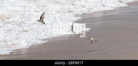 Piping amanti su Frie Island che sorvolano la spiaggia e l'oceano. Foto Stock