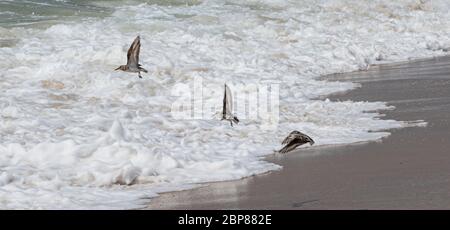 Tre amanti della tubatura stanno prendendo il volo sopra la sabbia e l'oceano alle spiagge di Fire Island New York. Foto Stock