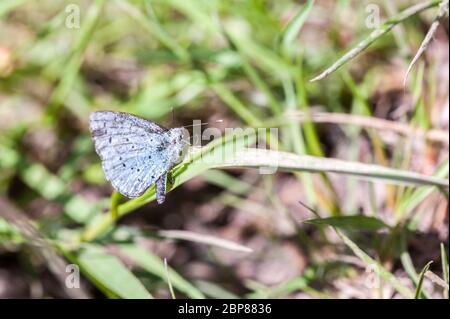 Maschio Holly farfalla blu poggiato su una foglia Foto Stock