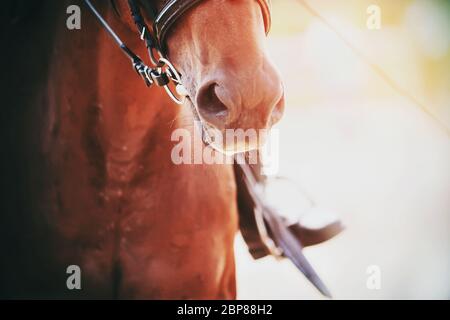 Nose Bay Horse, di fronte al quale si indossa una briglia e un naffle e cavalcare su di esso si siede il pilota la cui gamba è illuminata di luce solare. Foto Stock