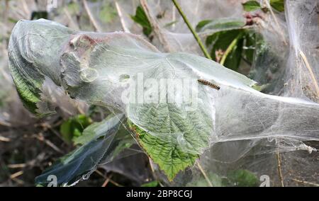 Una delle centinaia di germugi di caterminio su un arbusto in Ashford, Kent, hanno creato una massa di tessuti silken per proteggersi mentre si nutrono e pupazzo. Foto Stock