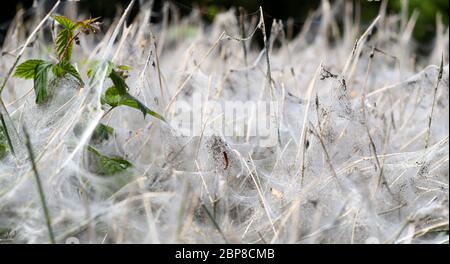 Una massa di nastri silken su arbusti ad Ashford, Kent fatta da ermine tosma caterpills per proteggersi mentre si nutrono e pupazzo. Foto Stock