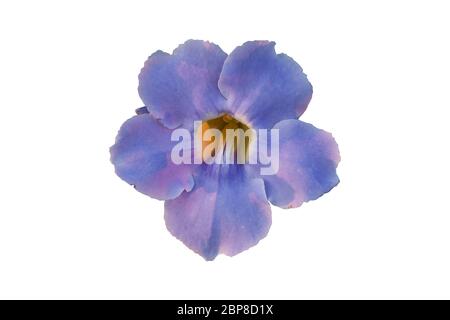 Fiori viola è isolato su uno sfondo bianco. Oggetto con tracciato di ritaglio Foto Stock