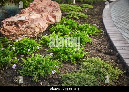 Diversi cespugli di Coleonema fioriscono con fiori bianchi nel terreno in una giornata estiva nel design del paesaggio. Foto Stock