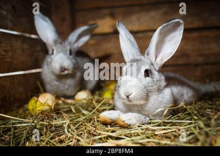 Conigli giovani in un hutch (Coniglio europeo - oryctolagus cuniculus) Foto Stock