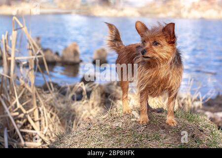 Funny Yorkshire Terrier si erge su una caviglia sullo sfondo dell'acqua e si affaccia. Lunghi capelli castani e orecchie grandi. Orizzontale. Foto Stock