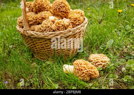 Funghi primaverili, raccolta di funghi in primavera Foto Stock