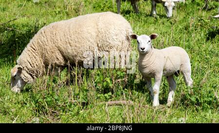 Pecora in un prato - Parco Nazionale sull'Elba Foto Stock