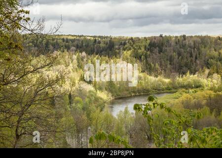 Colori primaverili nel parco nazionale di Gauja, Lettonia Foto Stock