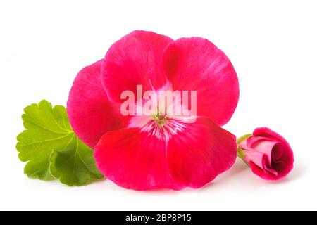 Red pelargonium fiori isolati su sfondo bianco Foto Stock