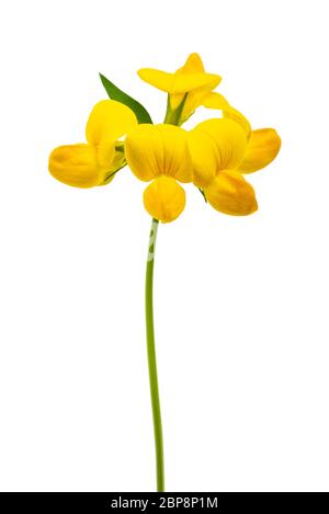 trifoglio di piede dell'uccello comune isolato su bianco Foto Stock