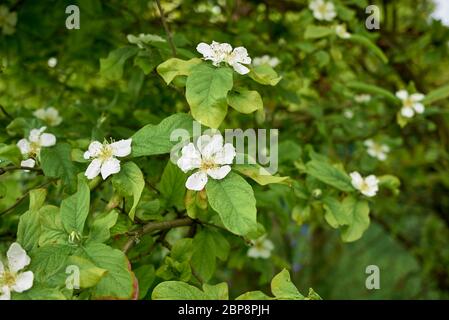 Mespilus germanica ramo con fiori bianchi Foto Stock