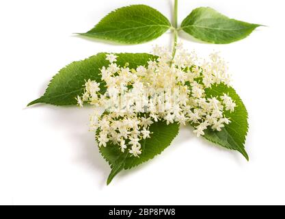 Fiori di sambuco isolato su uno sfondo bianco Foto Stock