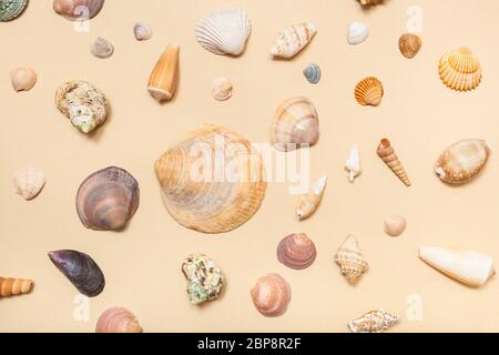 Collage dal secchi naturali conchiglie di mare sulla sabbia colore giallo carta pastello Foto Stock